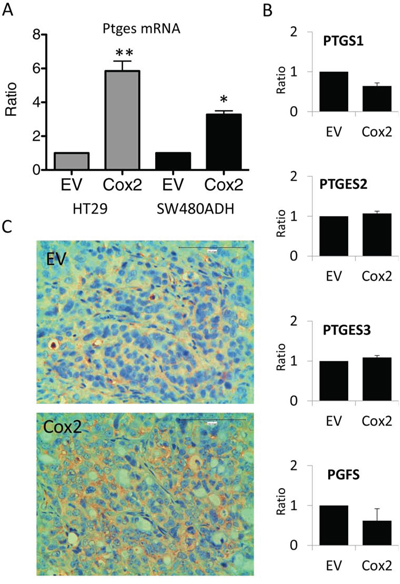 COX2 overexpression induces mPGES1 up-regulation.