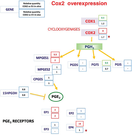 The Cyclooxygenases-PGE2 pathway gene expression analysis after COX2 overexpression.