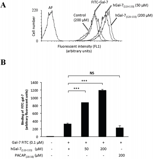 Increased binding of hGal-7 on Jurkat T cells due to increasing concentrations of hGal-7(129&#x2013;135).