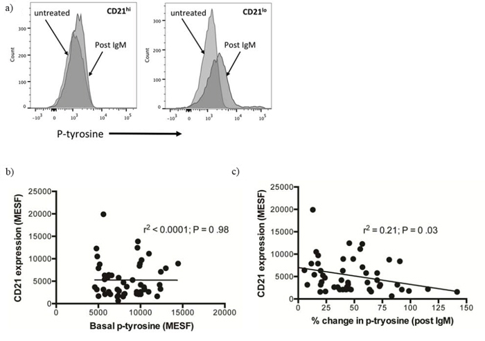 Analysis of the change in phosphotyrosine following B-cell receptor crosslinking with anti-IgM.