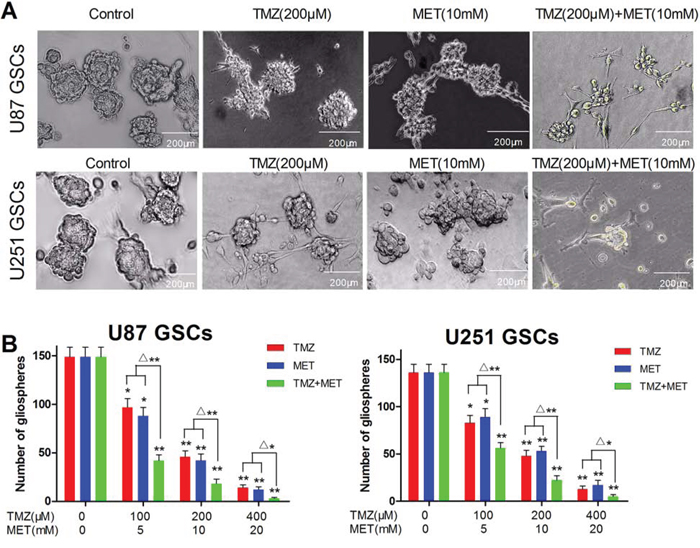 TMZ and MET combined to inhibit GSCs self-renewal and inhibit gliosphere formation and expansion.