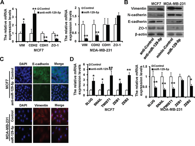 miR-129-5p depletion is linked to the EMT-like phenotype.