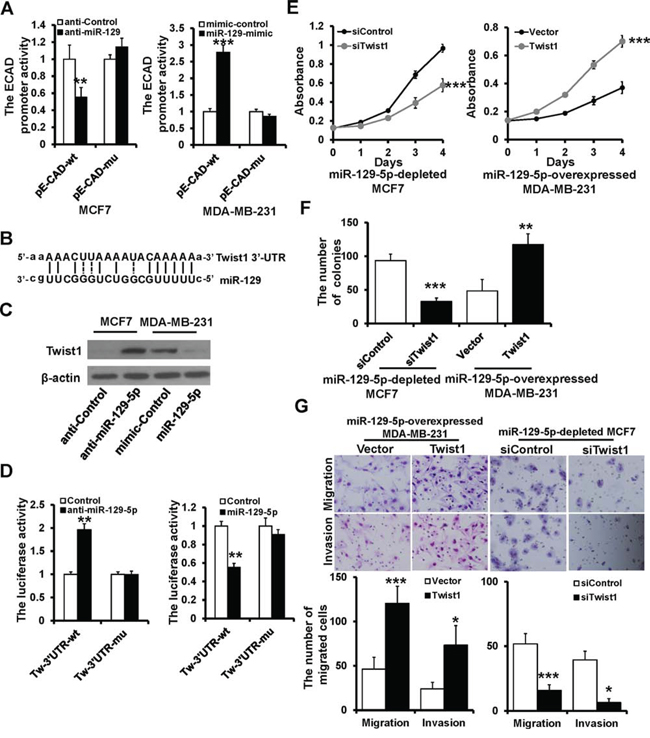 Twist1 is a direct target of miR-129-5p.