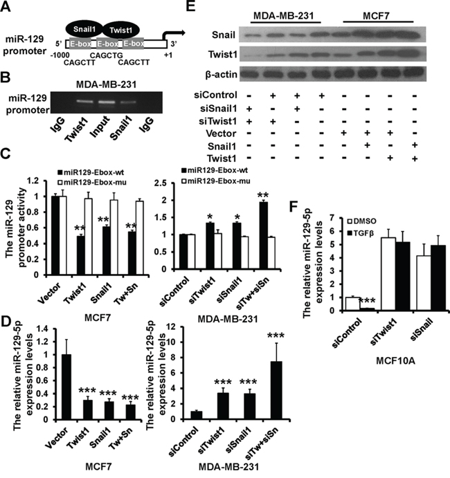 Snail and Twist1 transcriptional suppresses miR-129-5p expression.