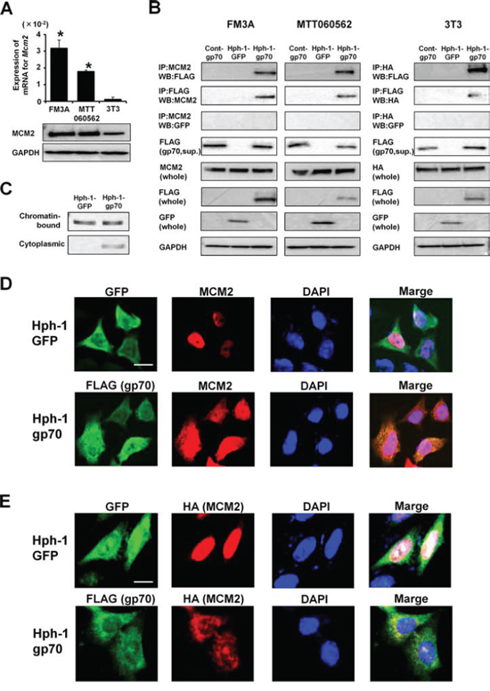 Hph-1-gp70 binds MCM2 directly.