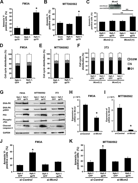 Hph-1-gp70 enhances doxorubicin-induced apoptosis.