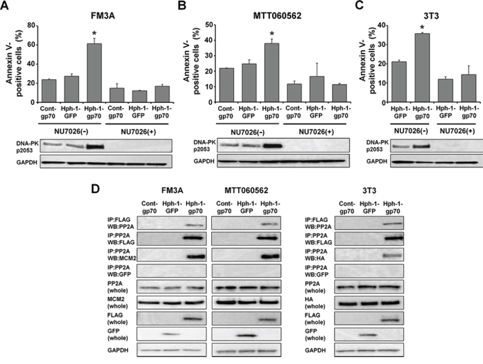 The Hph-1-gp70-MCM2 complex binds to PP2A and causes hyperphosphorylation of DNA-PK.