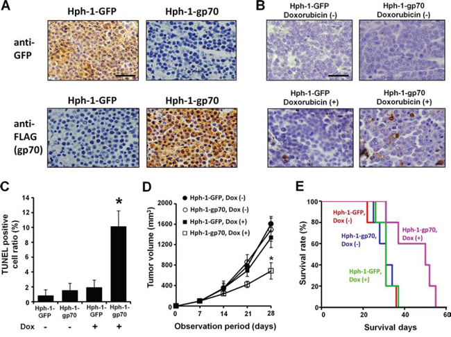 In vivo anti-tumor effects of Hph-1-gp70 and DNA damage in FM3A cells in SCID mice.