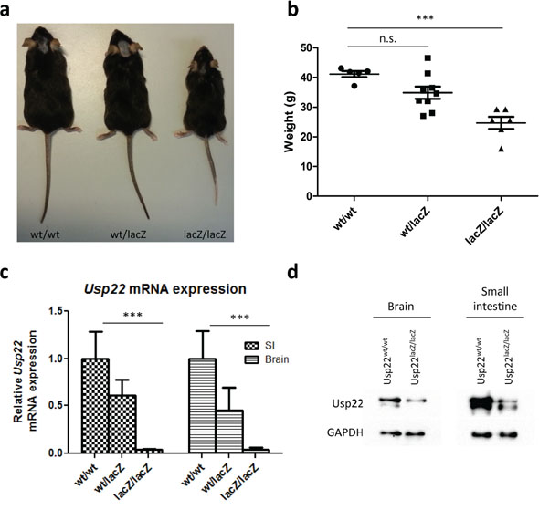 Phenotype of adult Usp22lacZ mice.