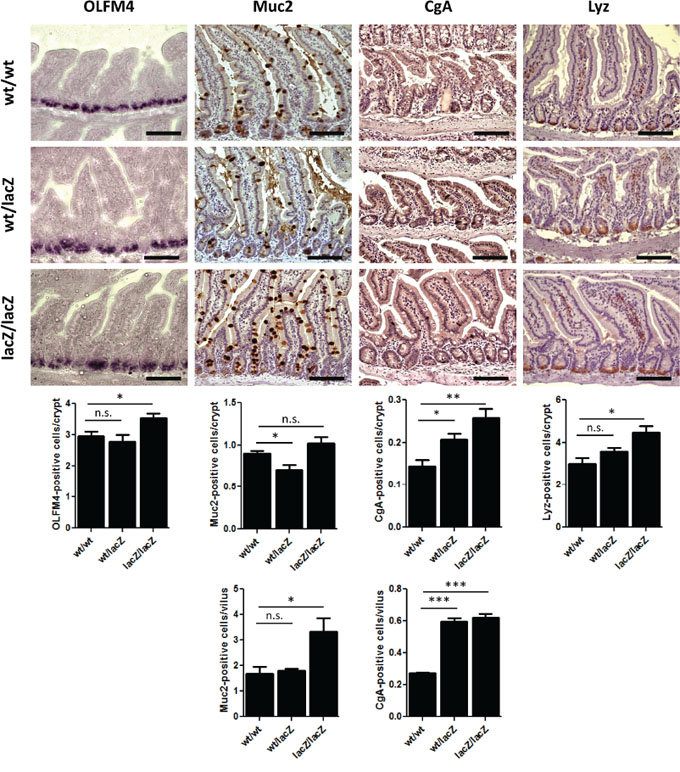 The loss of Usp22 results in a differentiation shift in the small intestine.