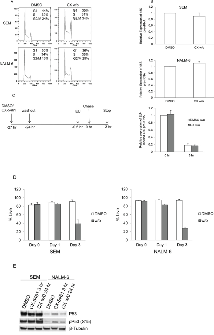 Transient potent rRNA synthesis inhibition with CX-5461 is sufficient to commit ALL cells to cell death despite reactivation of rRNA synthesis.