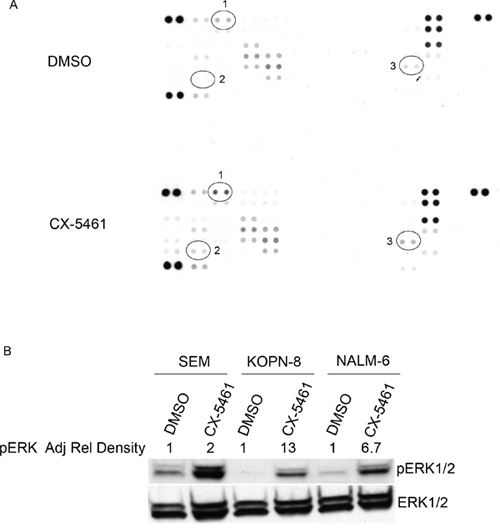 CX-5461 activates MAPK signaling pathway.