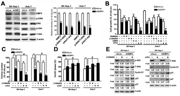 Knockdown of EMP3 suppresses cell proliferation of HCC cells mainly through inactivation of PI3K/Akt pathway.