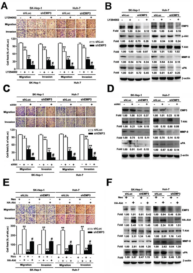PI3K/Akt pathway regulates MMP-9 and uPA in EMP3-mediated cell migration and invasion of HCC cells.