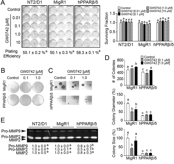 PPAR&#x03B2;/&#x03B4; inhibits MMP activities and anchorage-independent clonogenicity of human testicular embryonal carcinoma NT2/D1 cells.