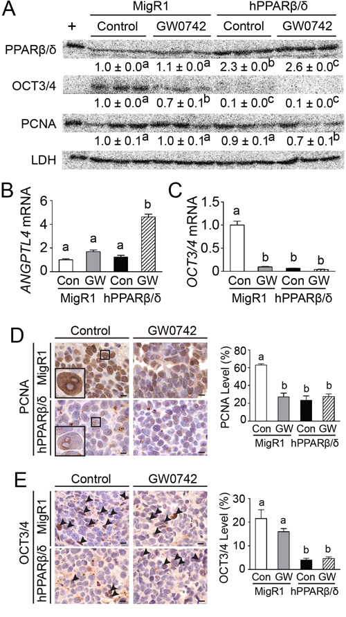 PPAR&#x03B2;/&#x03B4; induces differentiation and inhibits proliferation in testicular cancer xenografts.