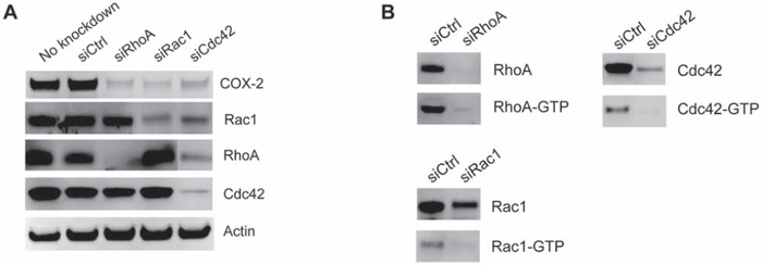 Increased COX-2 expression is triggered by Rho GTPase activation.