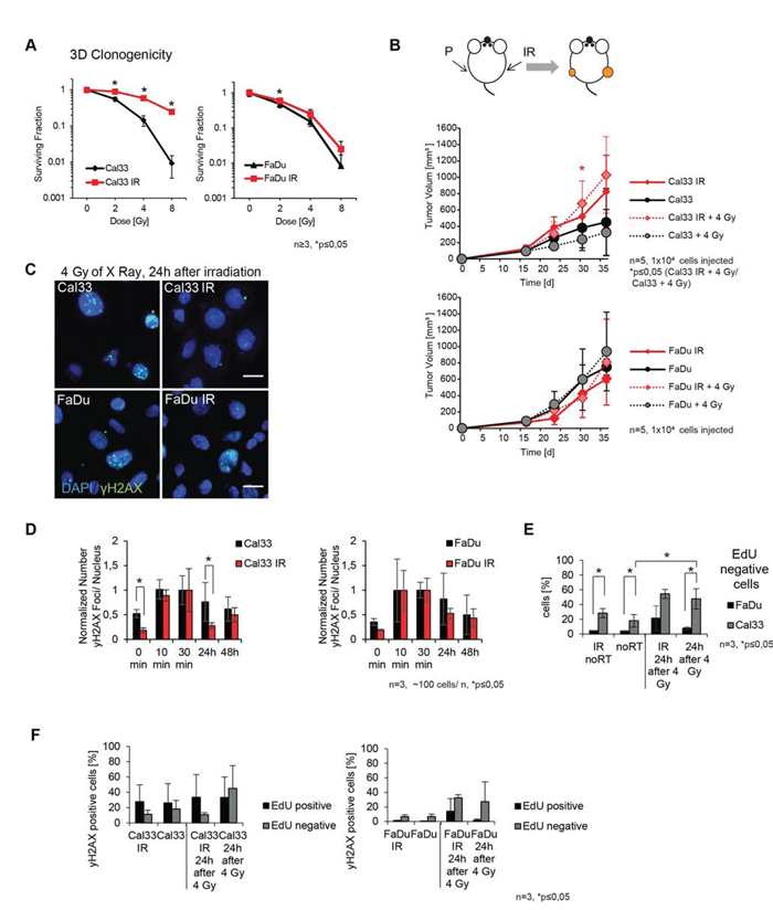 Establishment and characterization of irradiated HNSCC sublines.