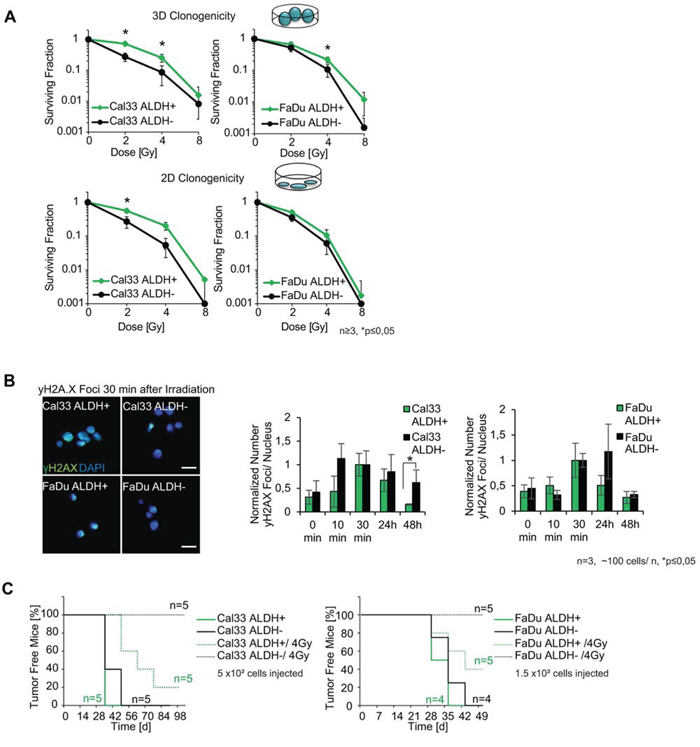 ALDH as a biomarker for radioresistance.