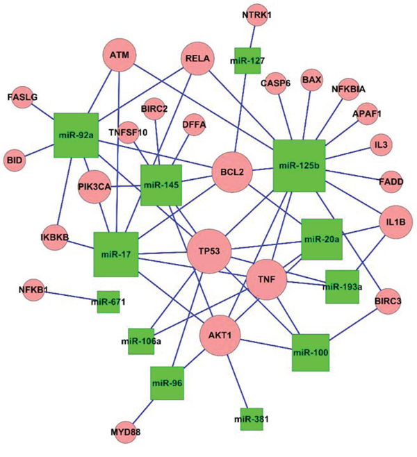 Presumed connections between miRNAs and the target genes.