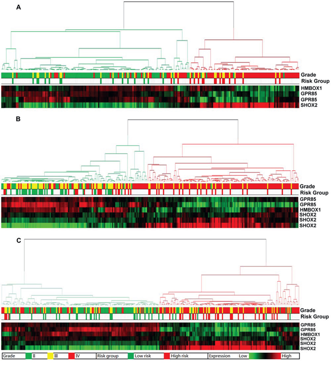 Unsupervised hierarchical clustering of WHO grade II&ndash;IV glioma patients based on the expression of the three genes.
