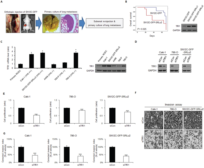 The cell proliferation and invasion Inhibitory effects of TfR1 silencing in human RCC cells.