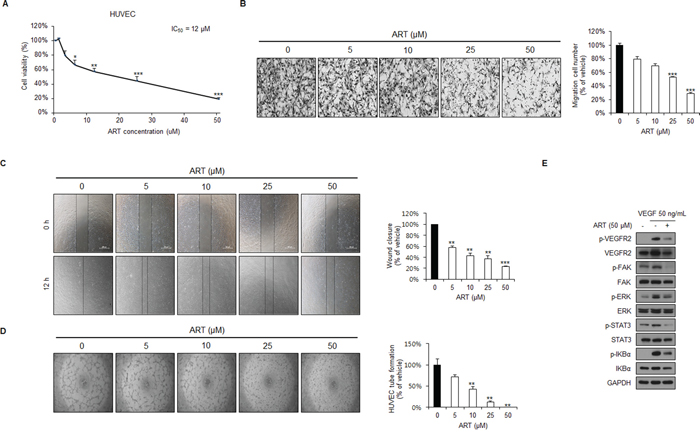 ART inhibits cell proliferation, migration, and capillary structure formation of human umbilical vein endothelial cell (HUVECs), in addition to inhibiting VEGFR2 signaling in vitro.