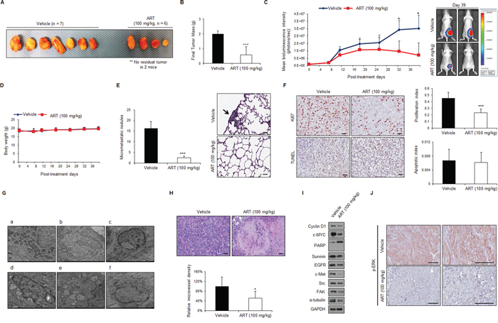 ART exerts anti-tumor, anti-metastasis and anti-angiogenesis effects in vivo against 786-O subcutaneous xenografts.