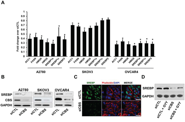 CBS silencing reduces expression of lipogenic genes and SREBPs in ovarian cancer cells.