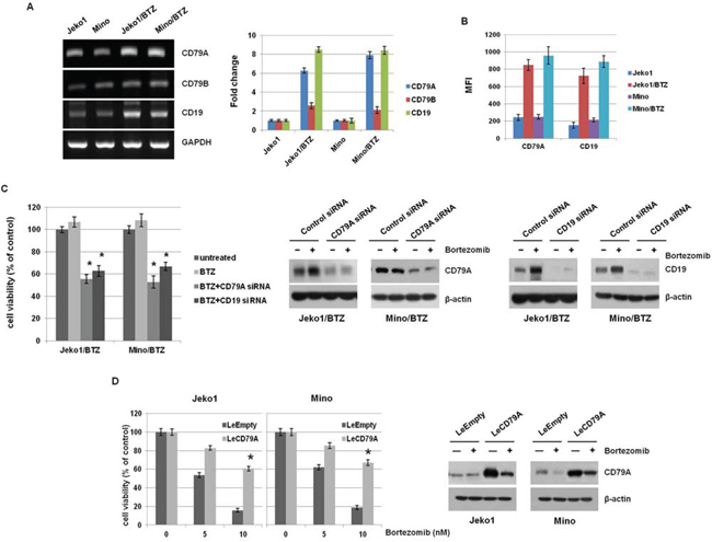 BTZ-resistant MCL cells showed overexpression of CD79A and CD19 level.