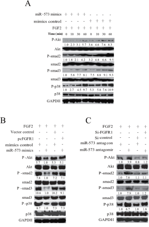 miR-573 inhibits FGFR1 signaling.