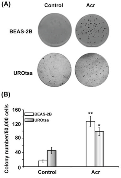Acrolein induces tumorigenic transformation in human bronchial epithelial and urothelial cells.