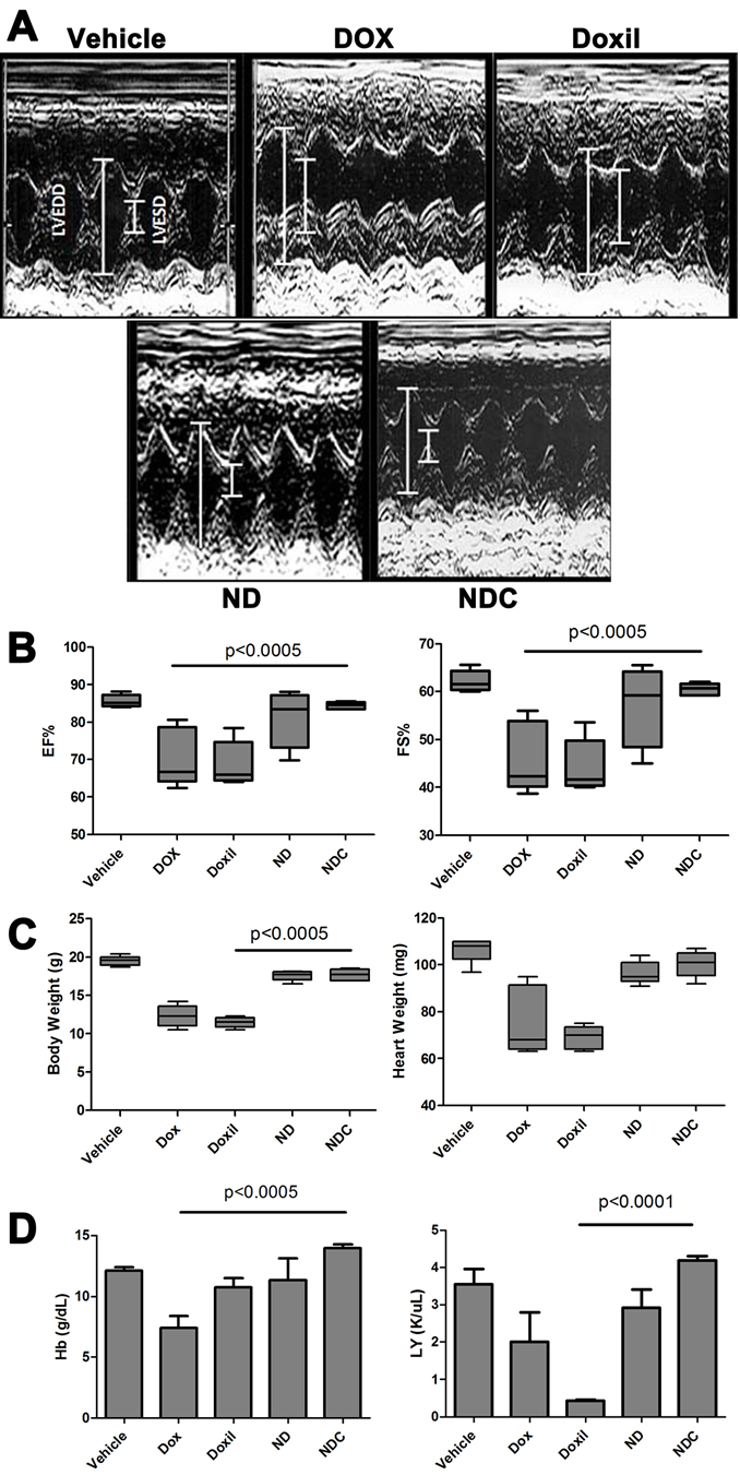 Doxorubicin formulation NDC has no observable cardiotoxicity or bone marrow suppression.