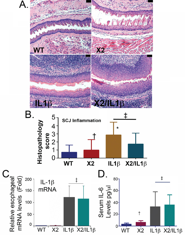 Both L2-IL-1&#x03B2; and K14-CDX2::L2-IL-1&#x03B2; mice demonstrate equivalent inflammatory activity.