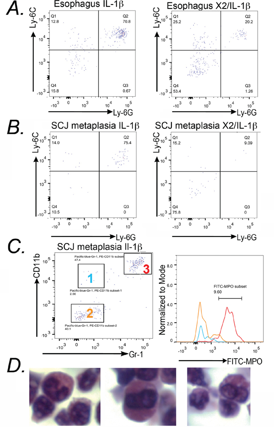 CD11b&#x002B;/Gr-1&#x002B; cells from L2-IL-1&#x03B2; mice express cell surface and intracellular markers that identify them as immature granulocytes.