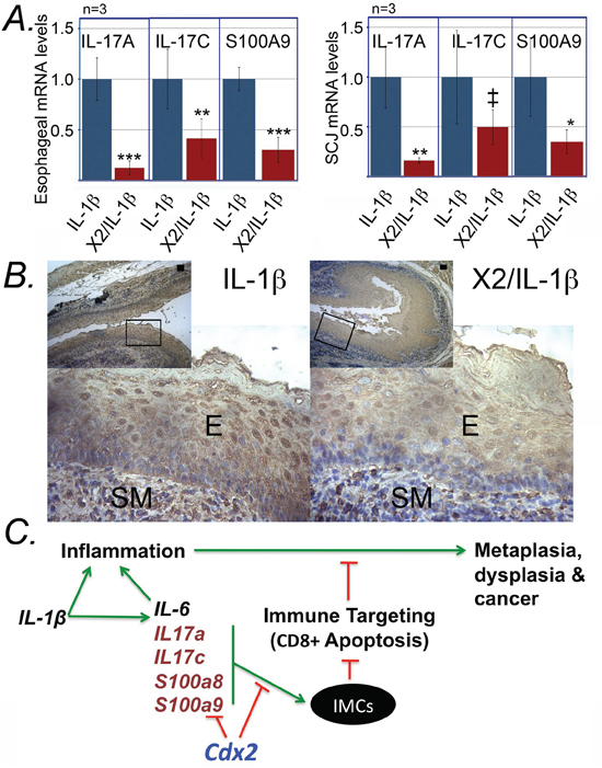 K14-Cdx2::L2-IL-1&#x03B2; transgenic mice have reduced expression of key regulators of immature myeloid cell inducers IL-17 and S100A8/a9.