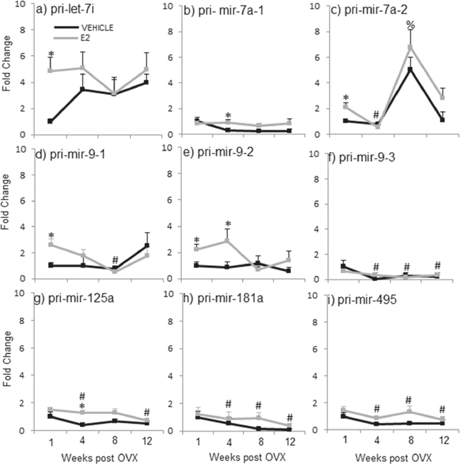 E2 regulation of the primary miRNA expression in the hypothalamus after increasing lengths of ovarian hormone deprivation.