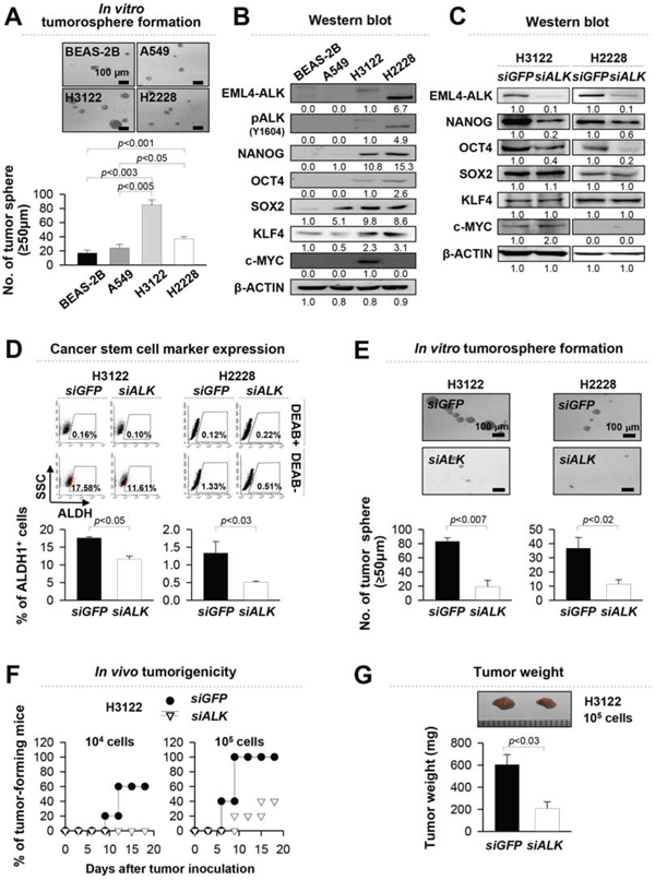 EML4-ALK increases the stem-like properties and tumorigenicity of EML4-ALK-driven NSCLC cells in vitro and in vivo.