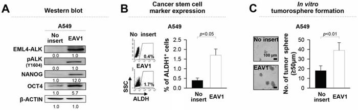 Ectopic expression of EML4-ALK enhances the stem-like properties and tumorigenicity of EML4-ALK negative cells.