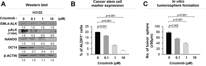 Crizotinib, an ALK inhibitor, reduces the stem-like properties of EML4-ALK positive cells in a dose-dependent manner.