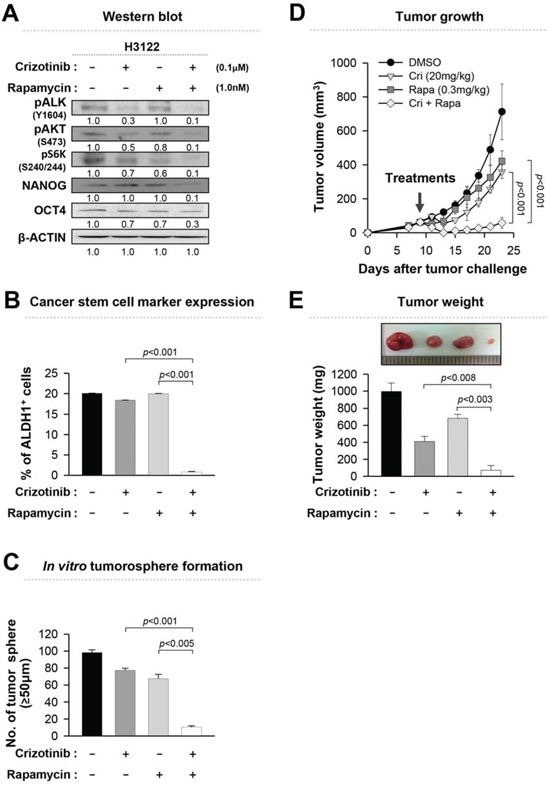 Inhibition of EML4-ALK-mediated stem-like properties enhances the anti-tumor effect.