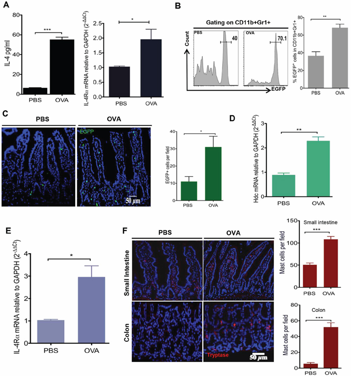 OVA intestinal allergy in WT mice induces the production of IL-4 and accumulation of HDC-expressed CD11b+Gr1+ cells.