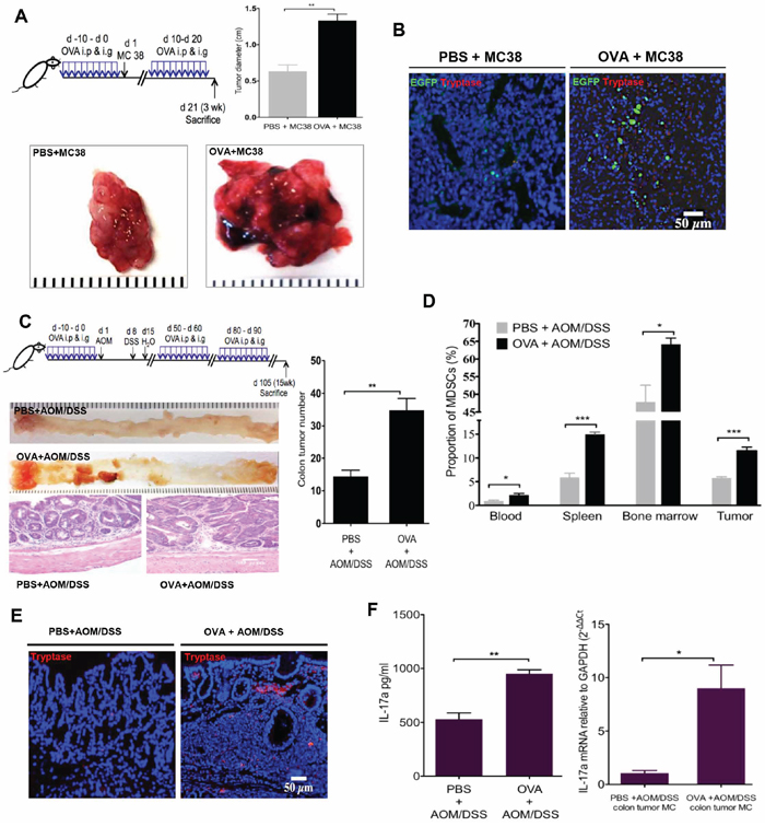 OVA intestinal allergy promote colorectal carcinogenesis in HDC&#x2212;/&#x2212; mice.