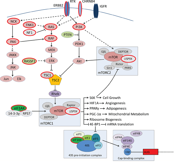 Molecular drivers of low grade serous ovarian tumours.