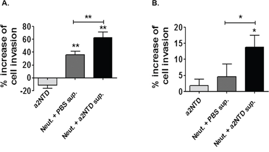 a2NTD stimulated neutrophils enhance breast cancer cell invasion.