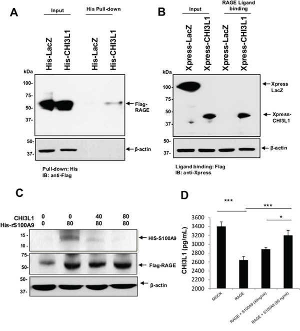 Extracellular (secreted) CHI3L1 binds to the cell-surface associated RAGE competitively with S100A9.