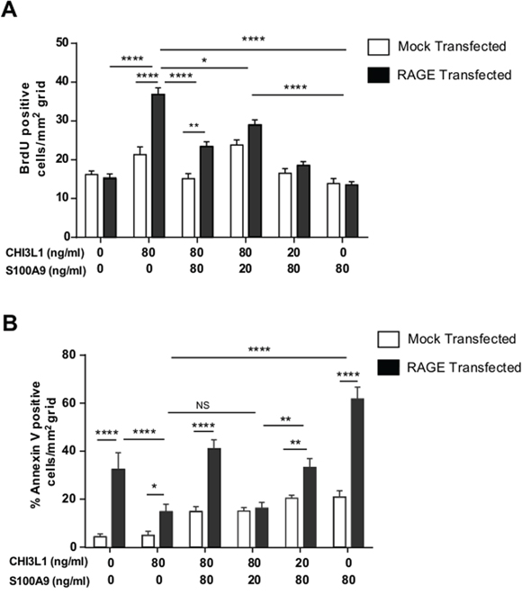 Highest IECs proliferation under CHI3L1hiS100A9low stimulation while CHI3L1lowS100A9hi promotes apoptosis in a RAGE-dependent manner.