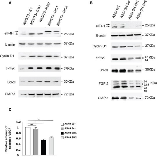 Effect of changes in eIF4H levels on the regulation of expression of genes involved in proliferation, apoptosis and cellular survival.