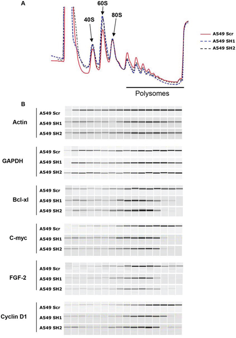 eIF4H stimulates the translation of mRNAs with structured 5&prime;UTRs.