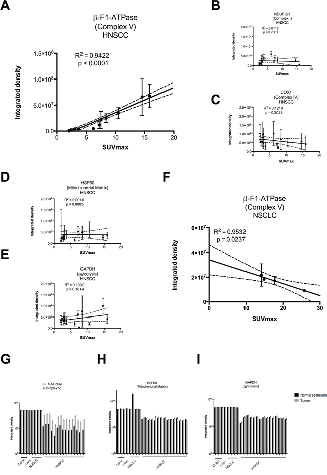 Regression analysis of staining intensities vs. SUVmax values A&#x2013;F and raw densitometric data G&#x2013;I in head and neck squamous cell carcinoma (HNSCC) vs. non-small cell lung carcinoma (NSCLC).